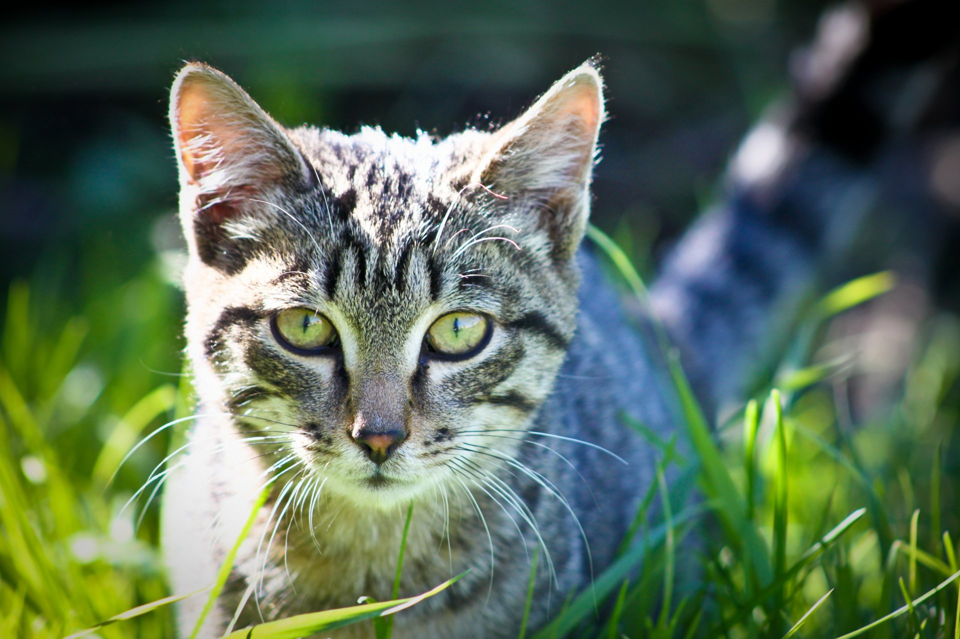 sfondi gatto erba occhi fotografo ann_ann