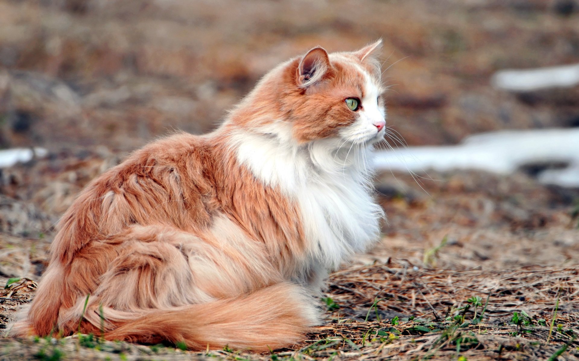 gato naturaleza fondo