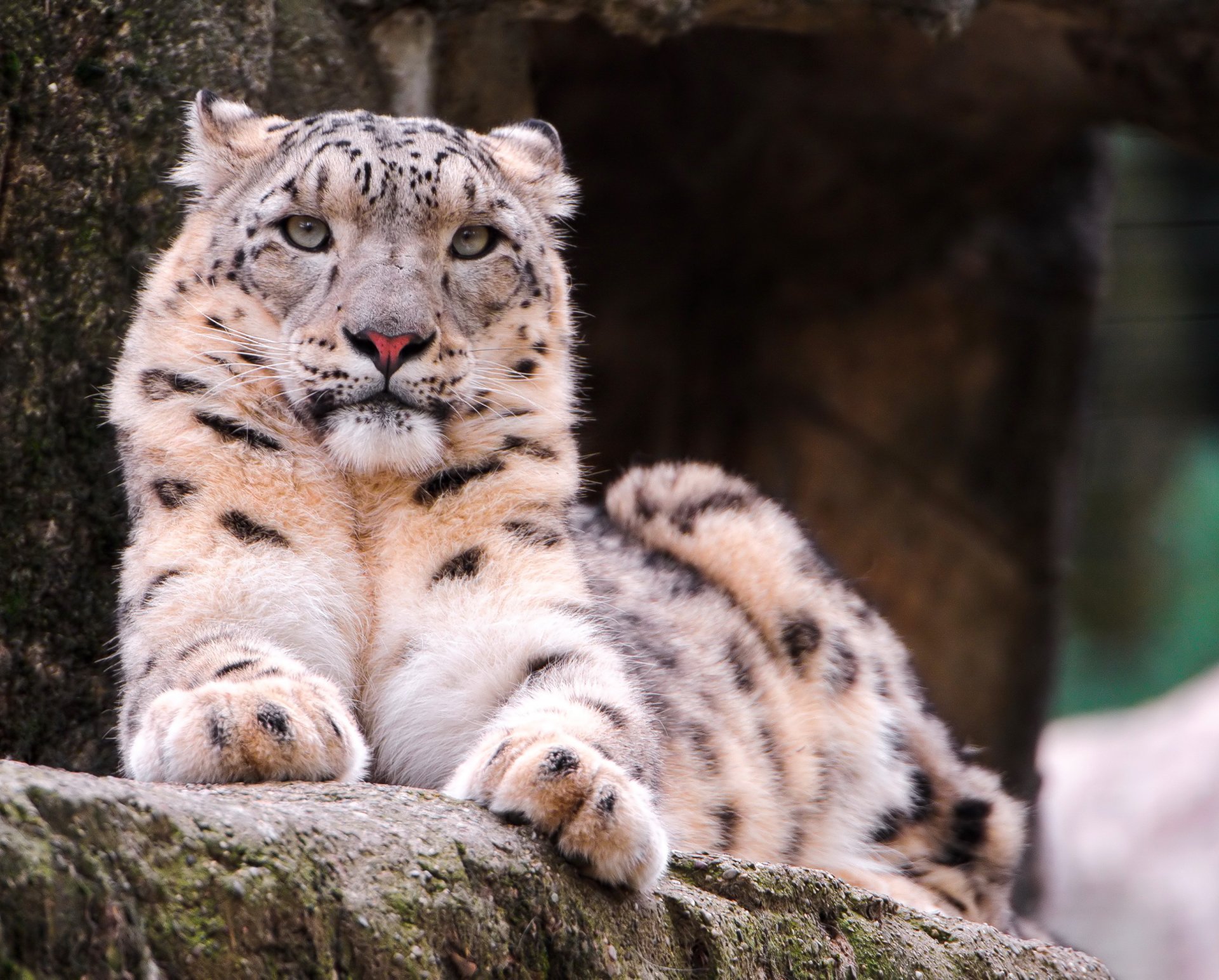 leopardo delle nevi irbis giace muso sguardo