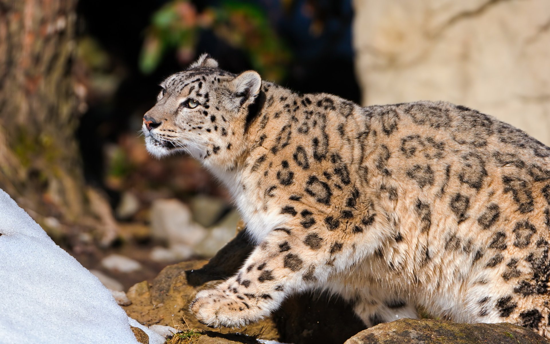 now leopard snow leopard standing looking curiosity stones snow