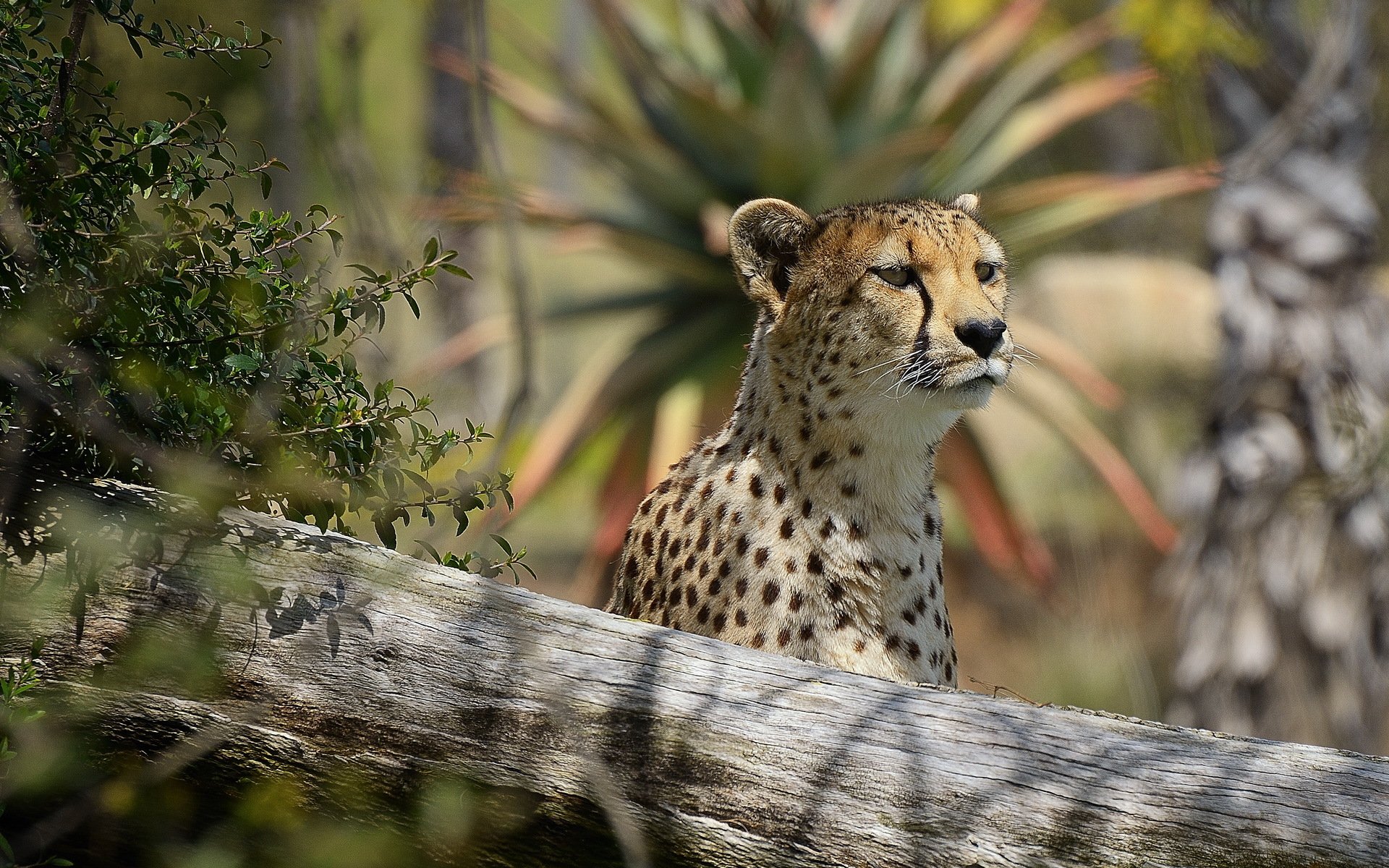 guépard museau prédateur vue intérêt