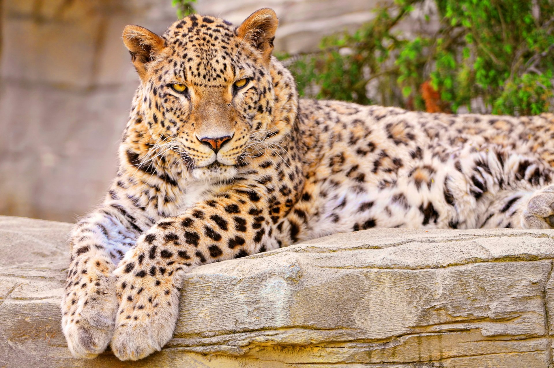 leopardo miente mirando de cerca manchado patas hocico curiosidad