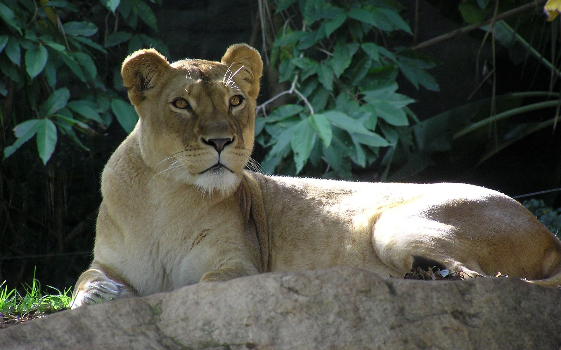 lion lionne se trouve regarde pierre feuillage