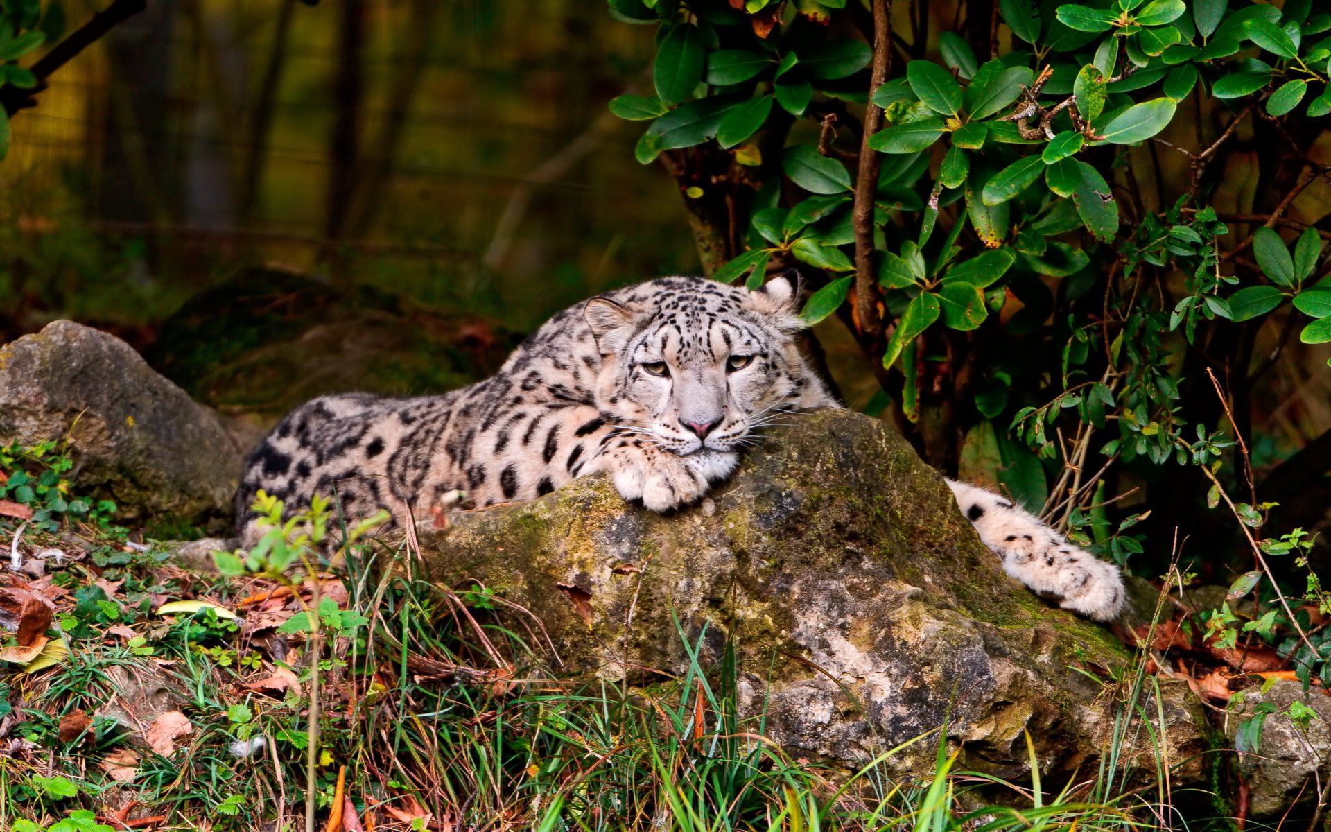 leopardo de las nieves irbis mirada fondo de pantalla