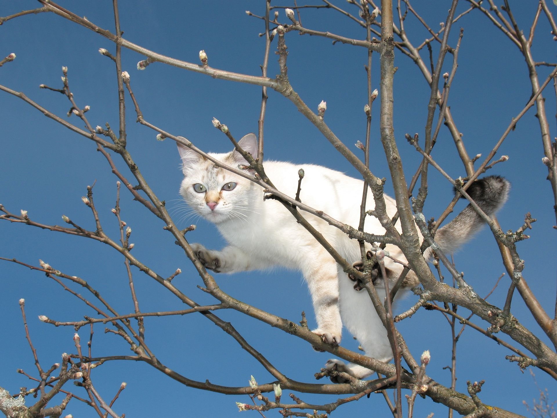 kote baum zweige frühling