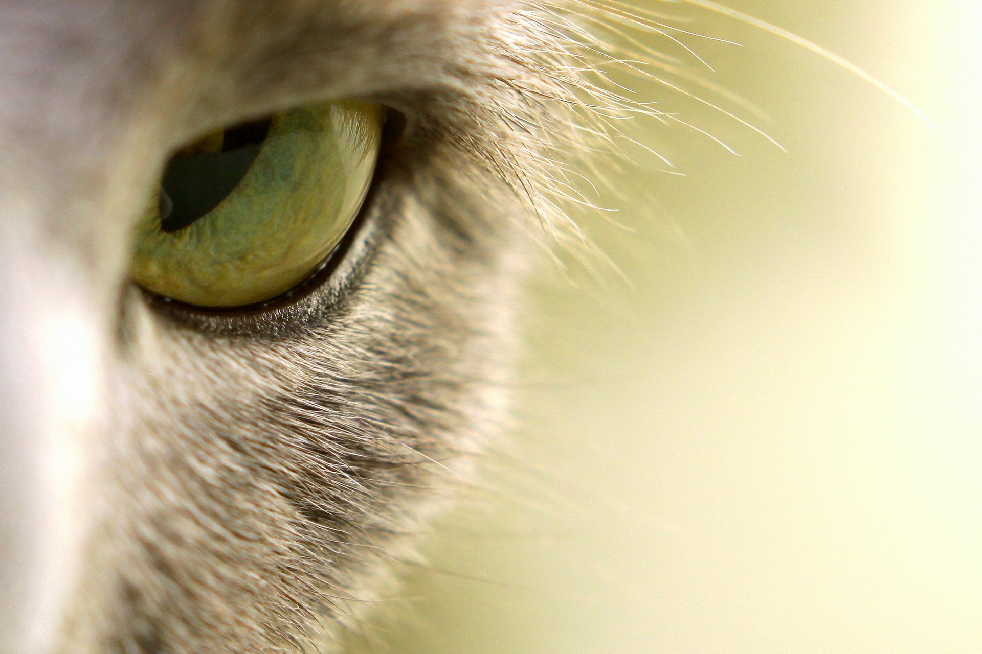 cat close up eye