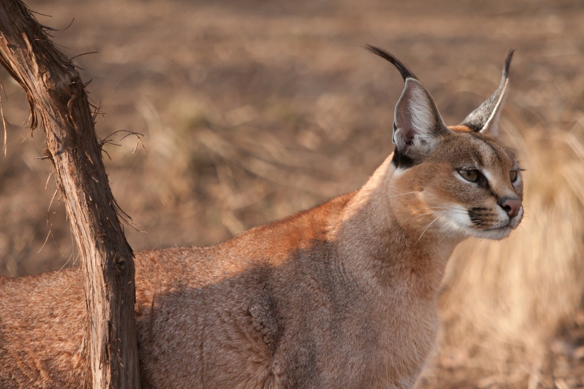 sauvage chat caracal museau vue à la recherche oreilles glands branche