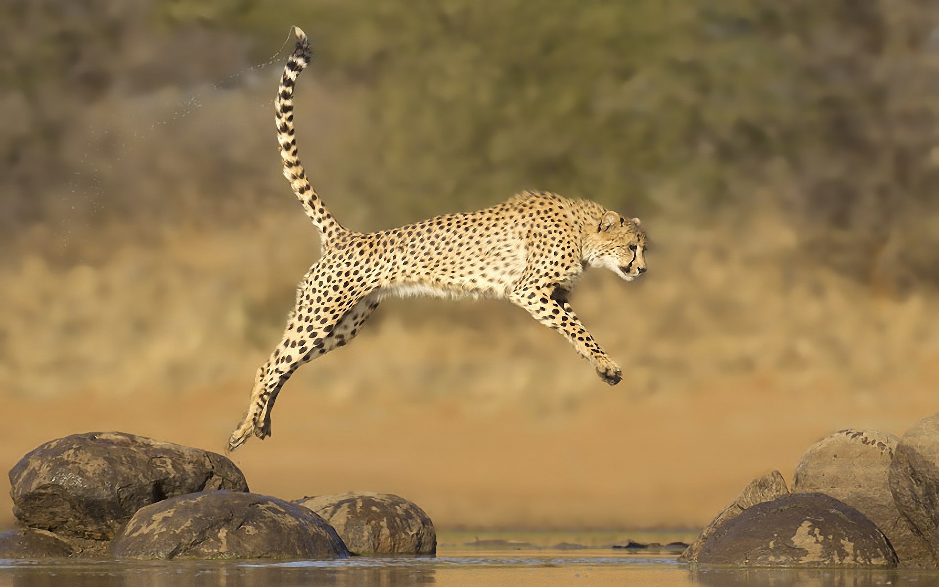 cheetah jump water stone