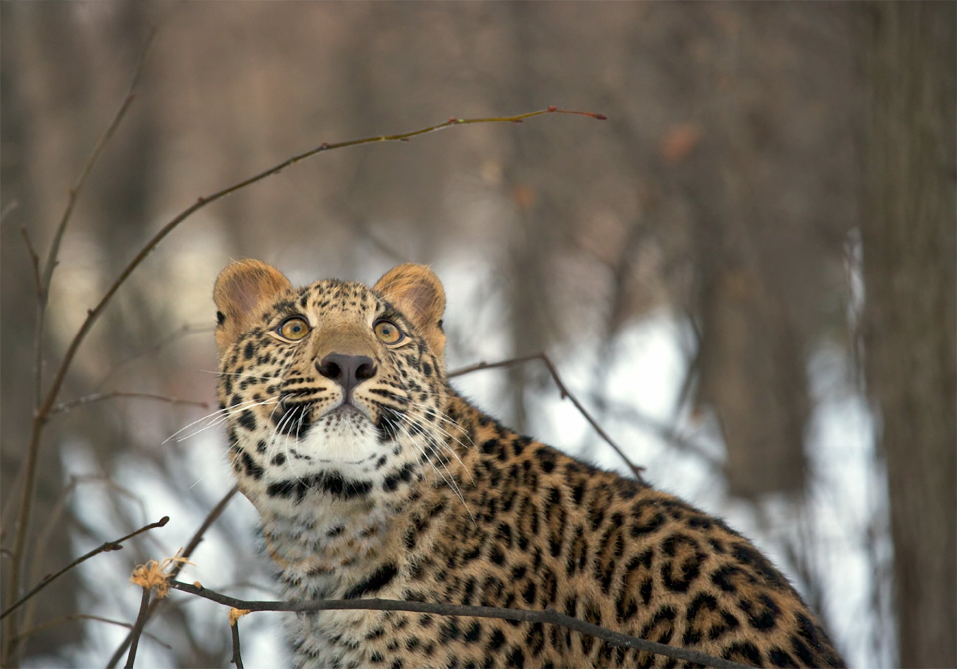 leopardo mirada invierno bosque nieve