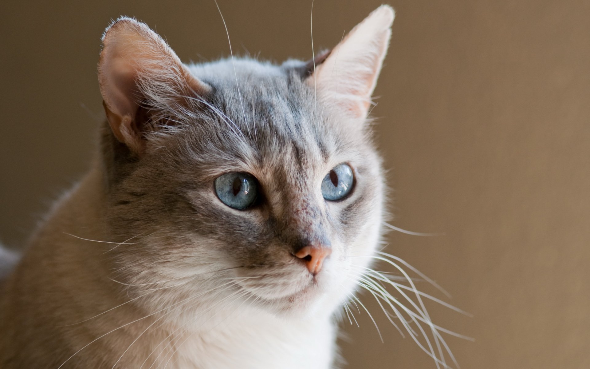 gato mirada fondo