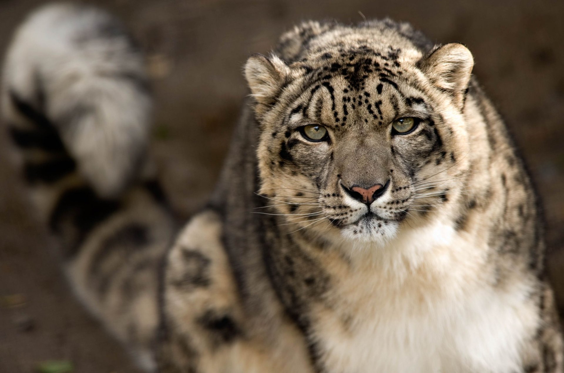 schneeleopard irbis schneeleopard schnauze blick raubtier