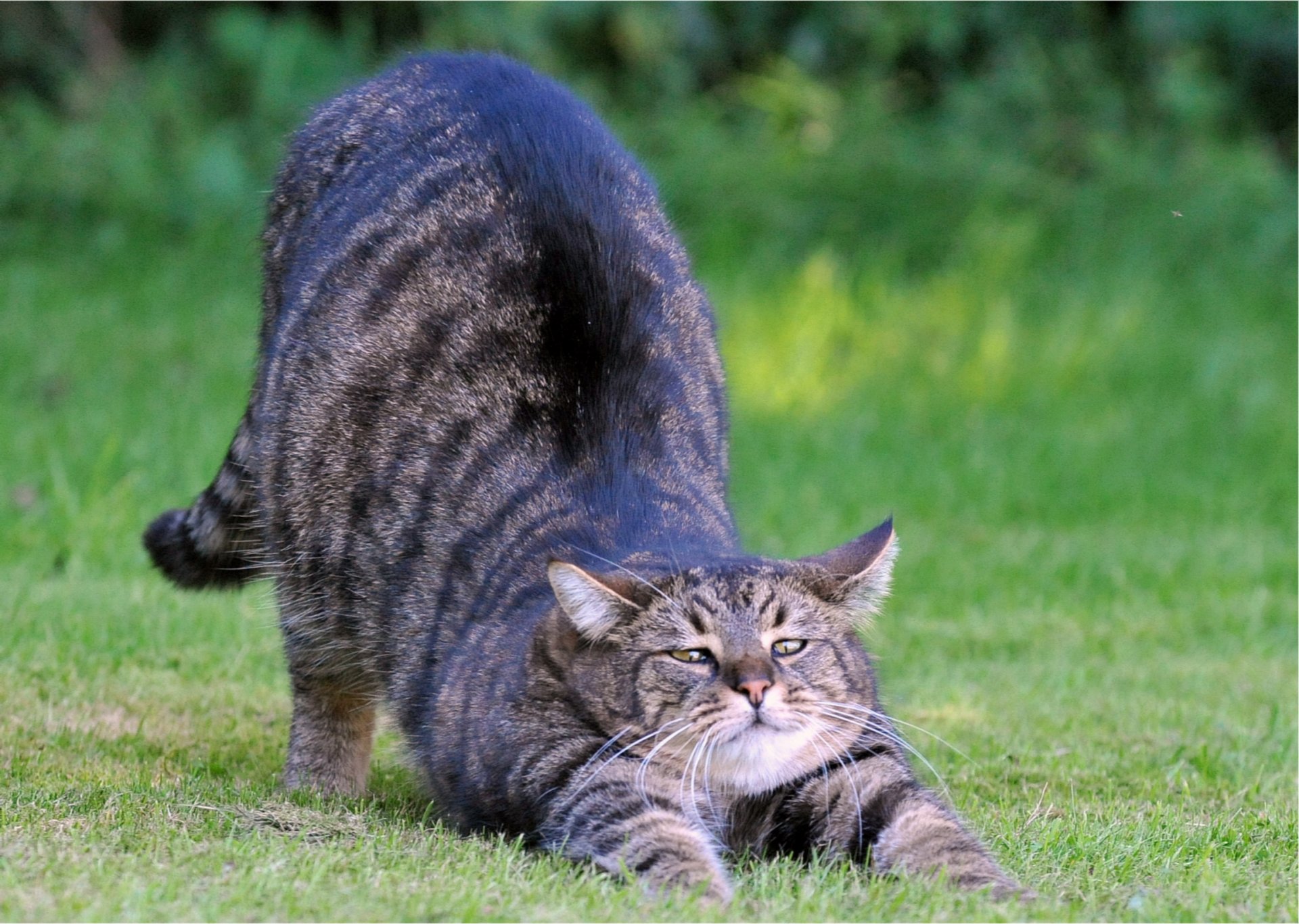 katze grau schlürft