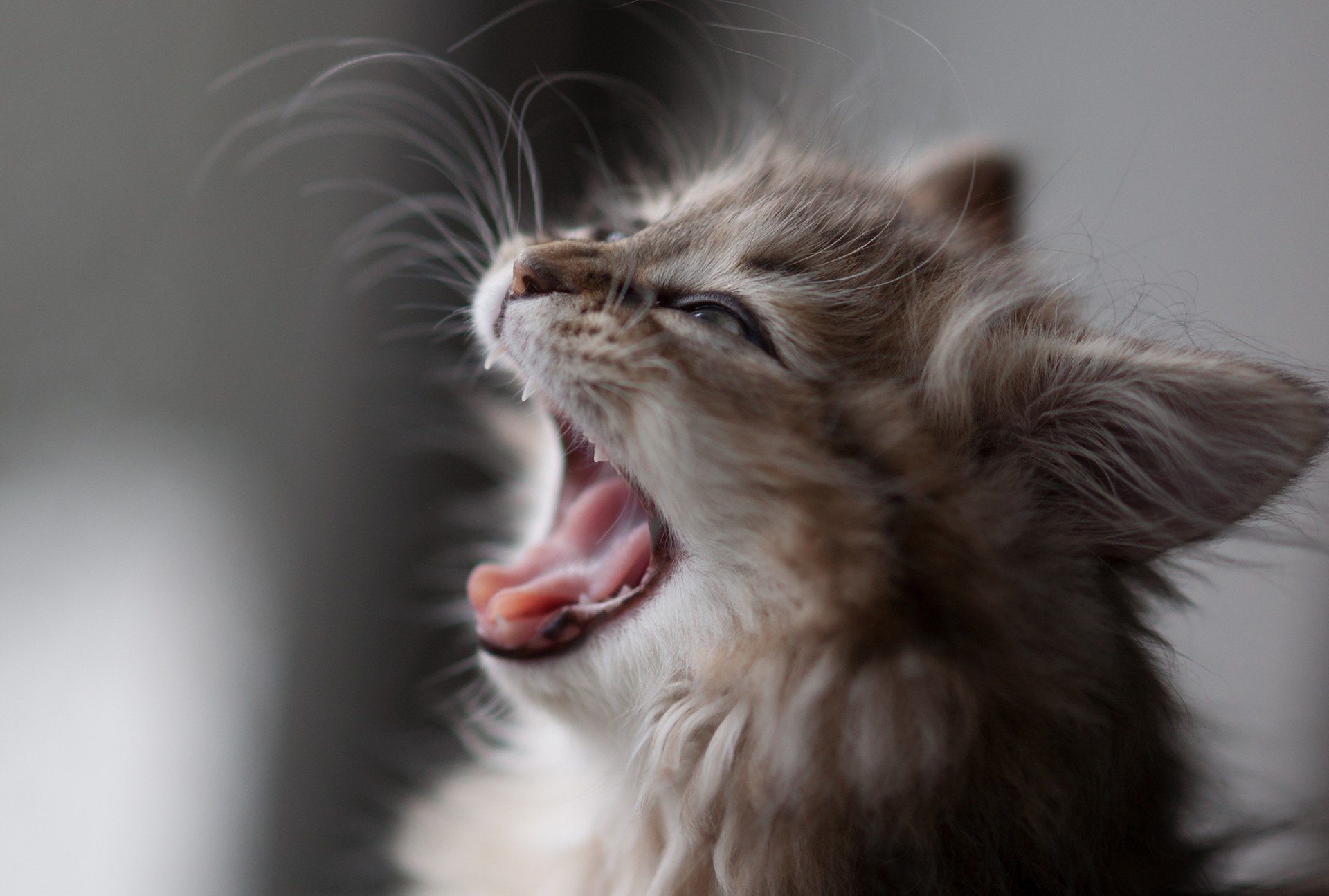 gatto gattino margherita ben torod sbadigli macro bocca baffi profilo