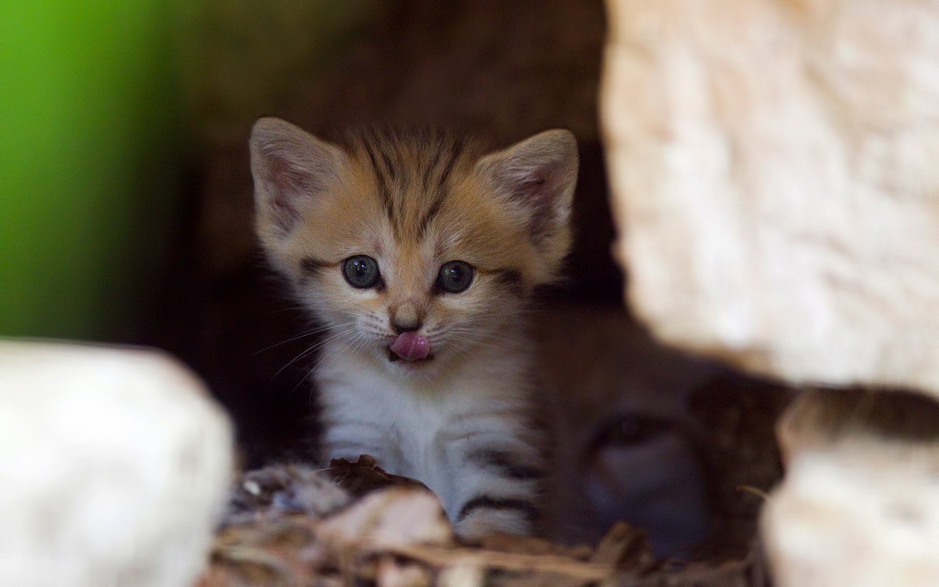 kätzchen katze neugier