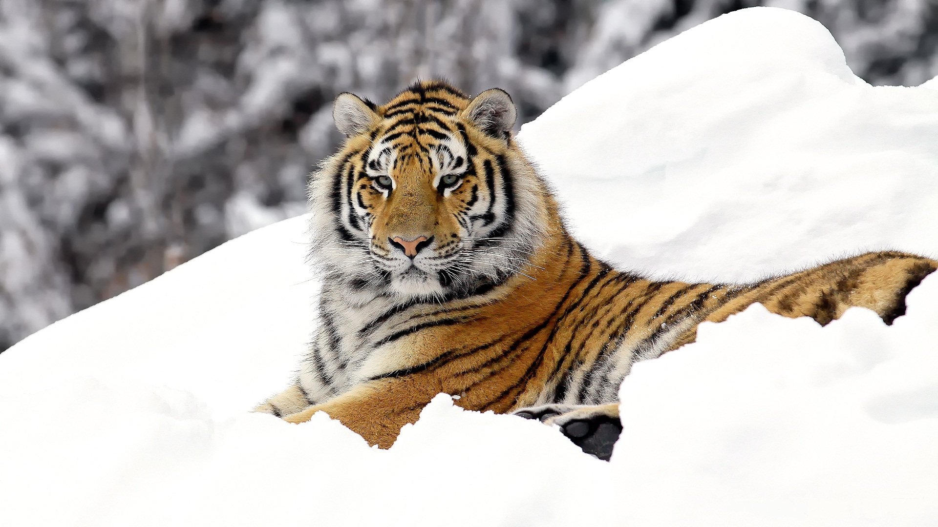 tigre gato depredador