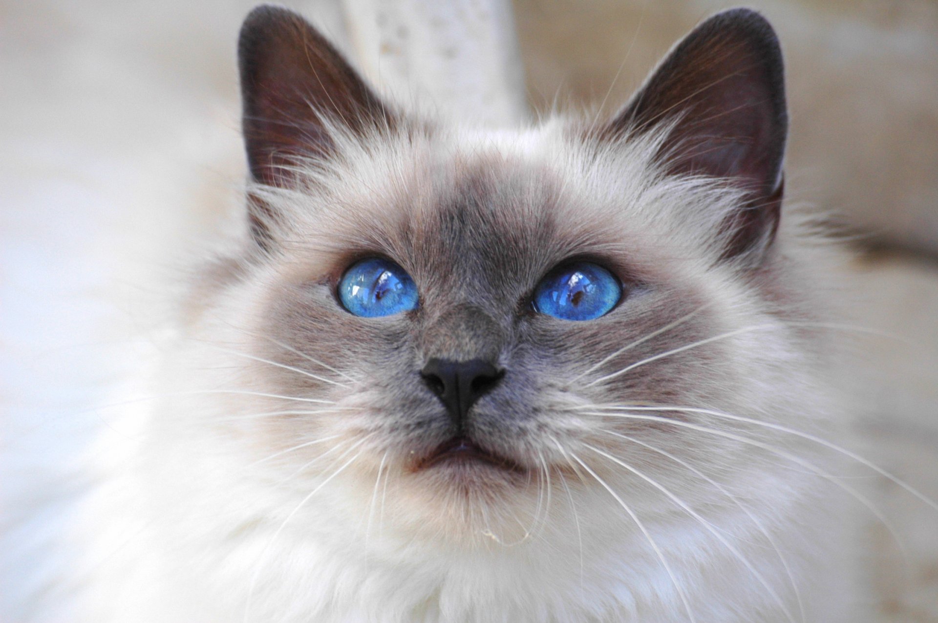 katze katze blauäugig blick heiliges birma birmanisch rasse blaue augen st. birman