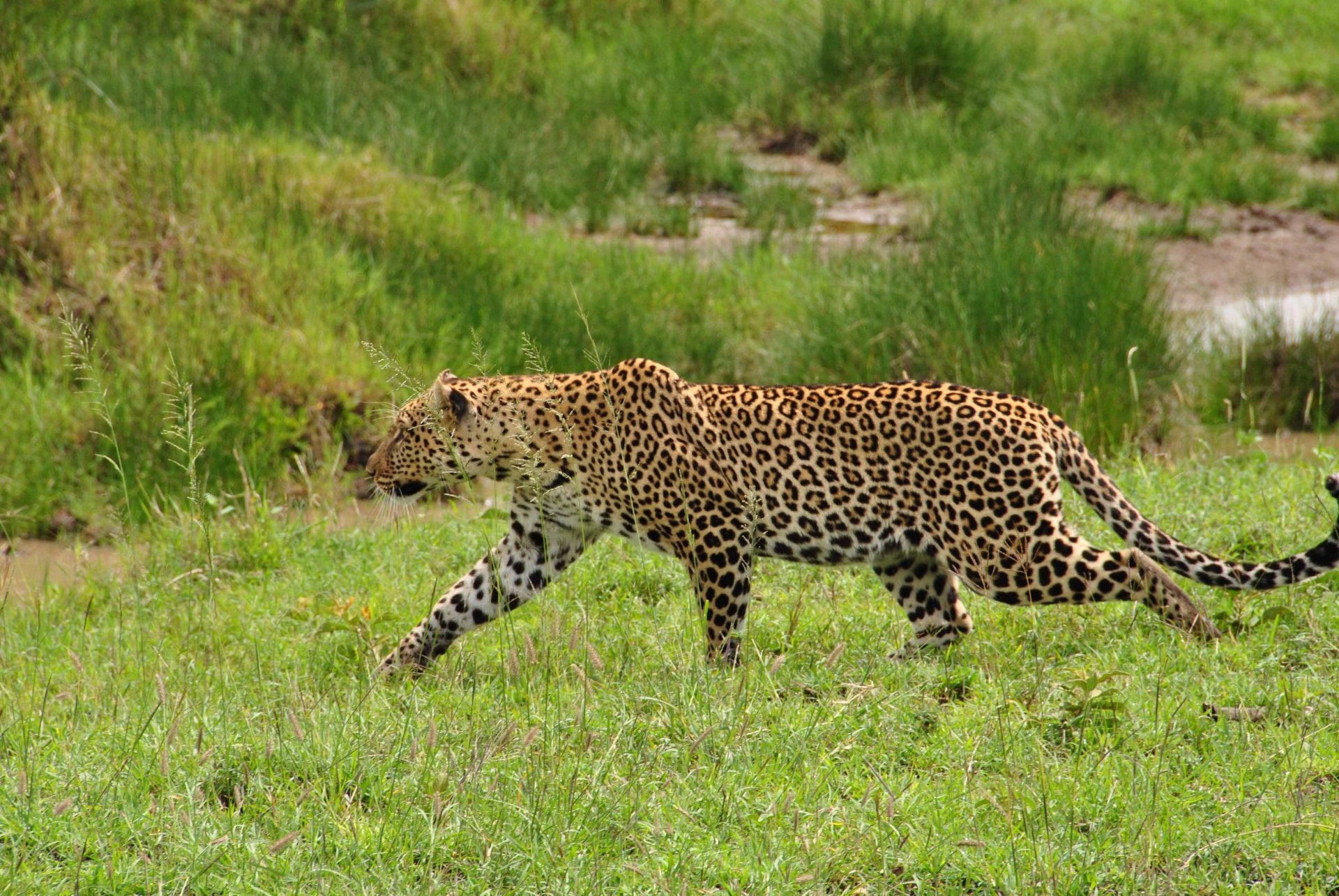 leopard wild cat predator gra