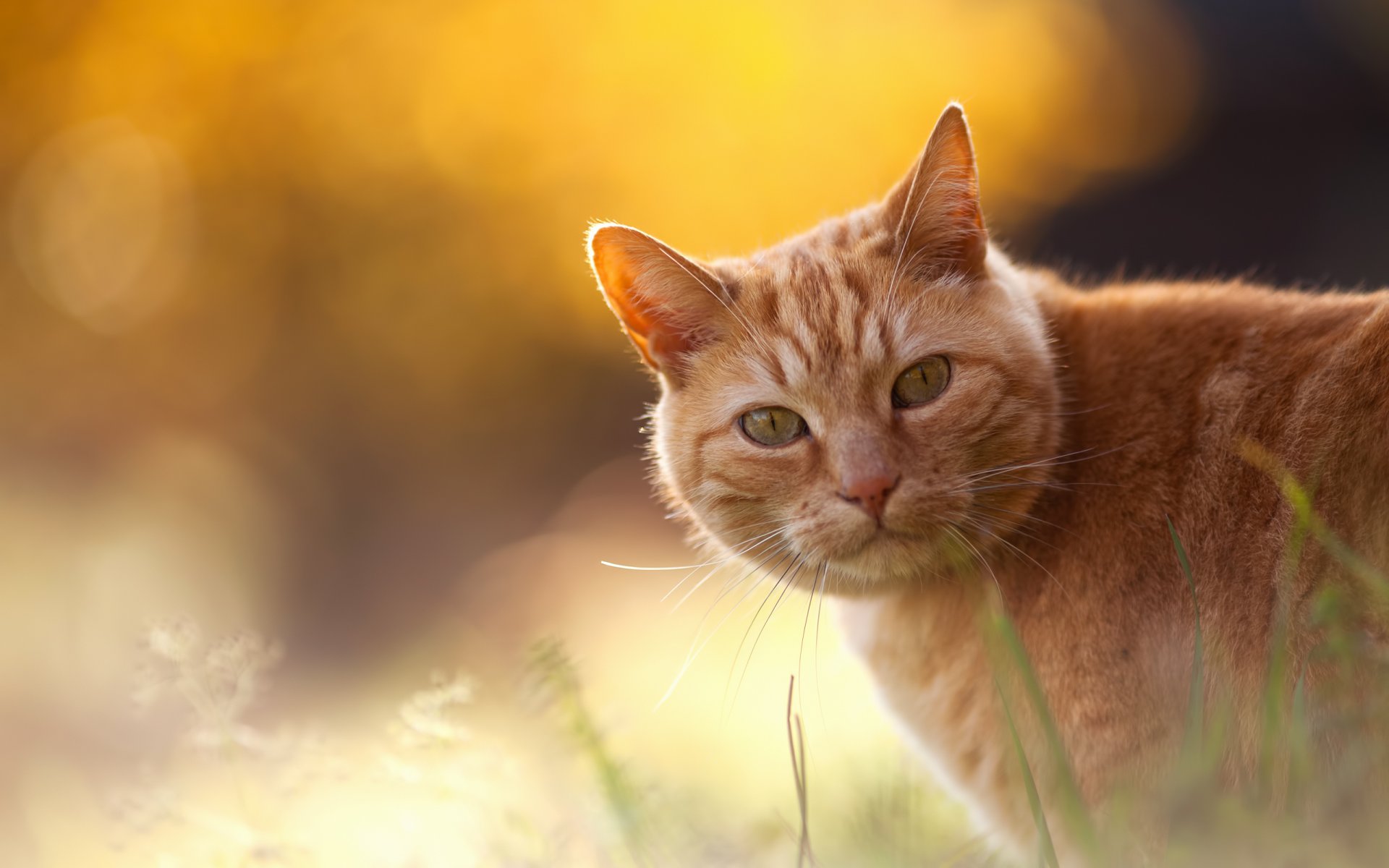 gato rojo hierba bokeh chopin