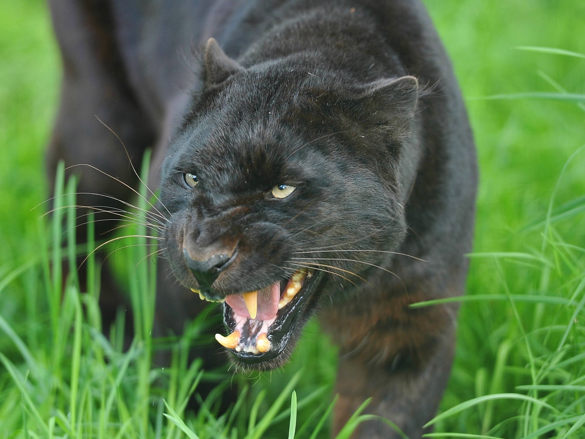 leopard grinsen bedrohung schnauze panther