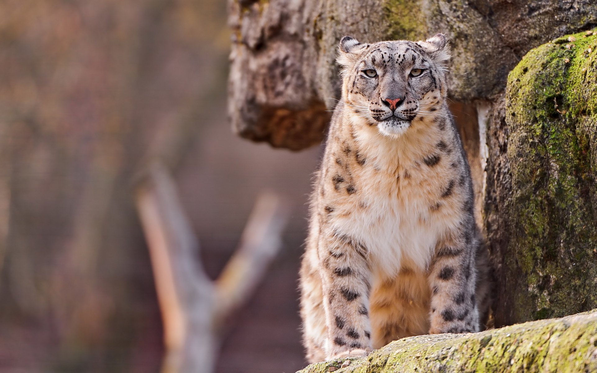 leopardo de las nieves irbis vista roca