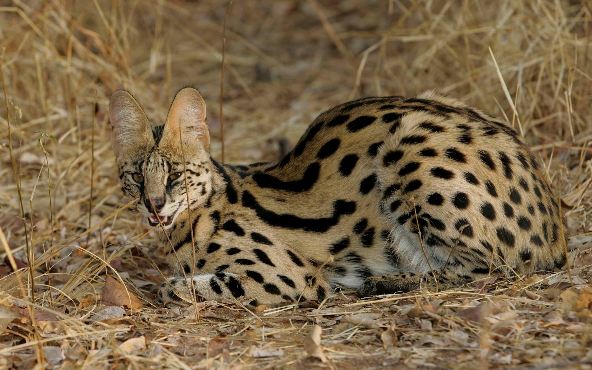 katze katze wild serval