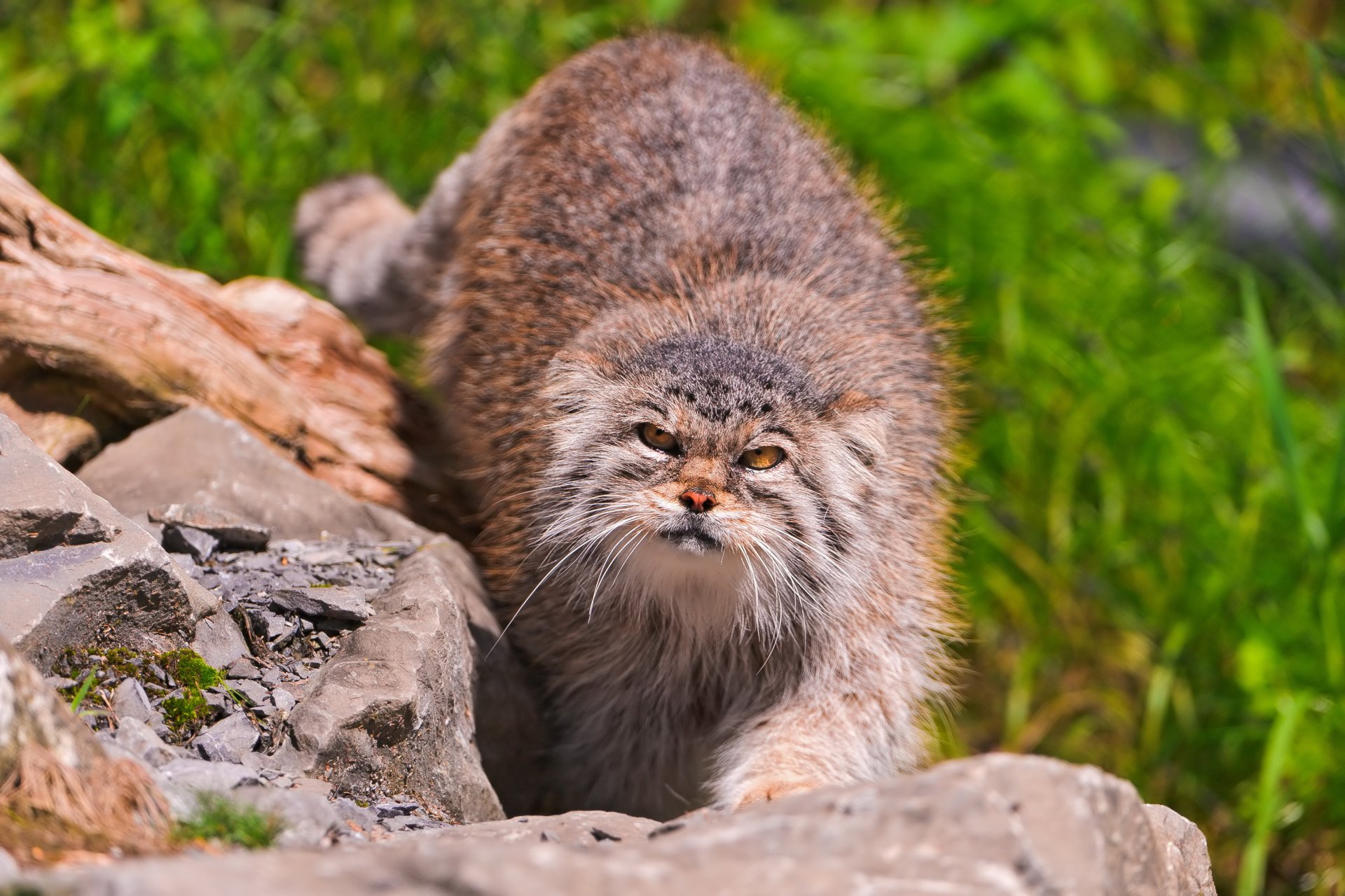 manul pallasov kot patrzy kamienie pysk