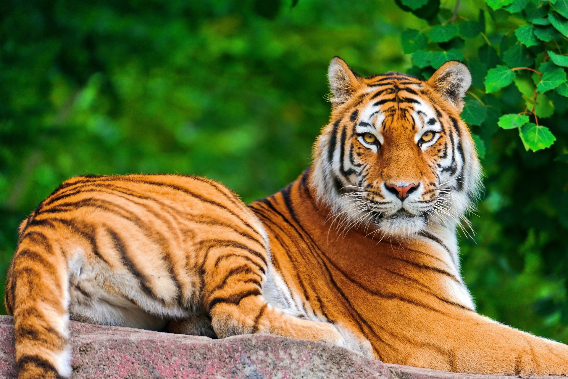 tigre acostado posando hocico mirada follaje piedra gato rayado grande