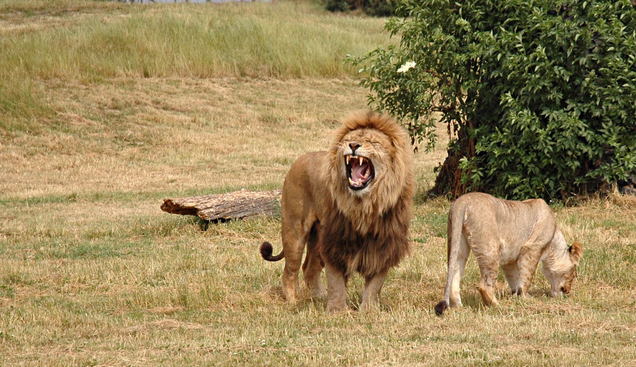 lion lioness king yelling cats wallpaper