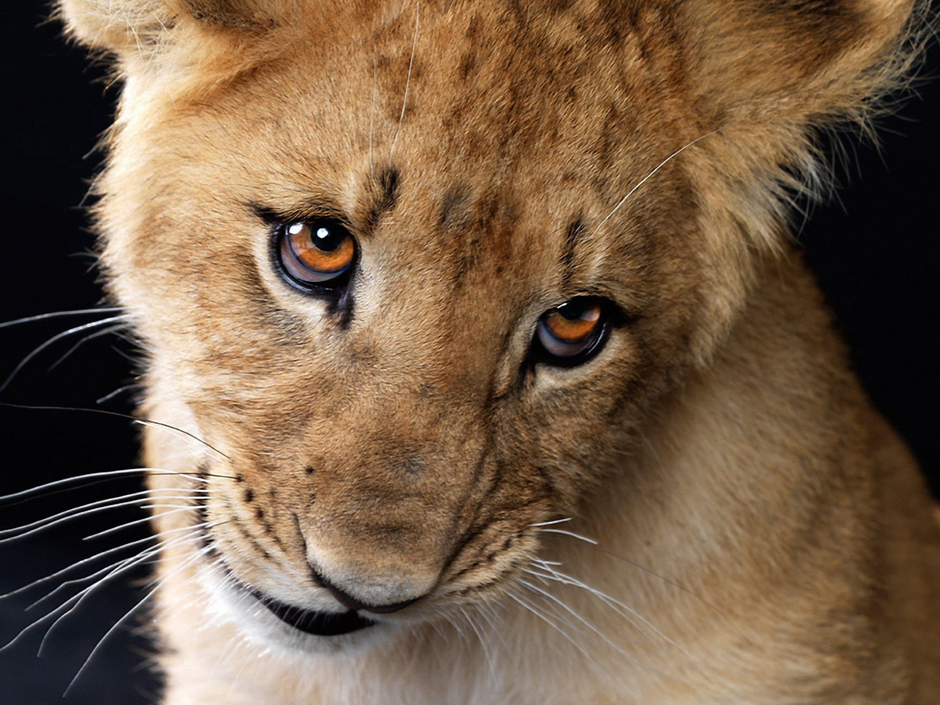 lionceau regard moustache