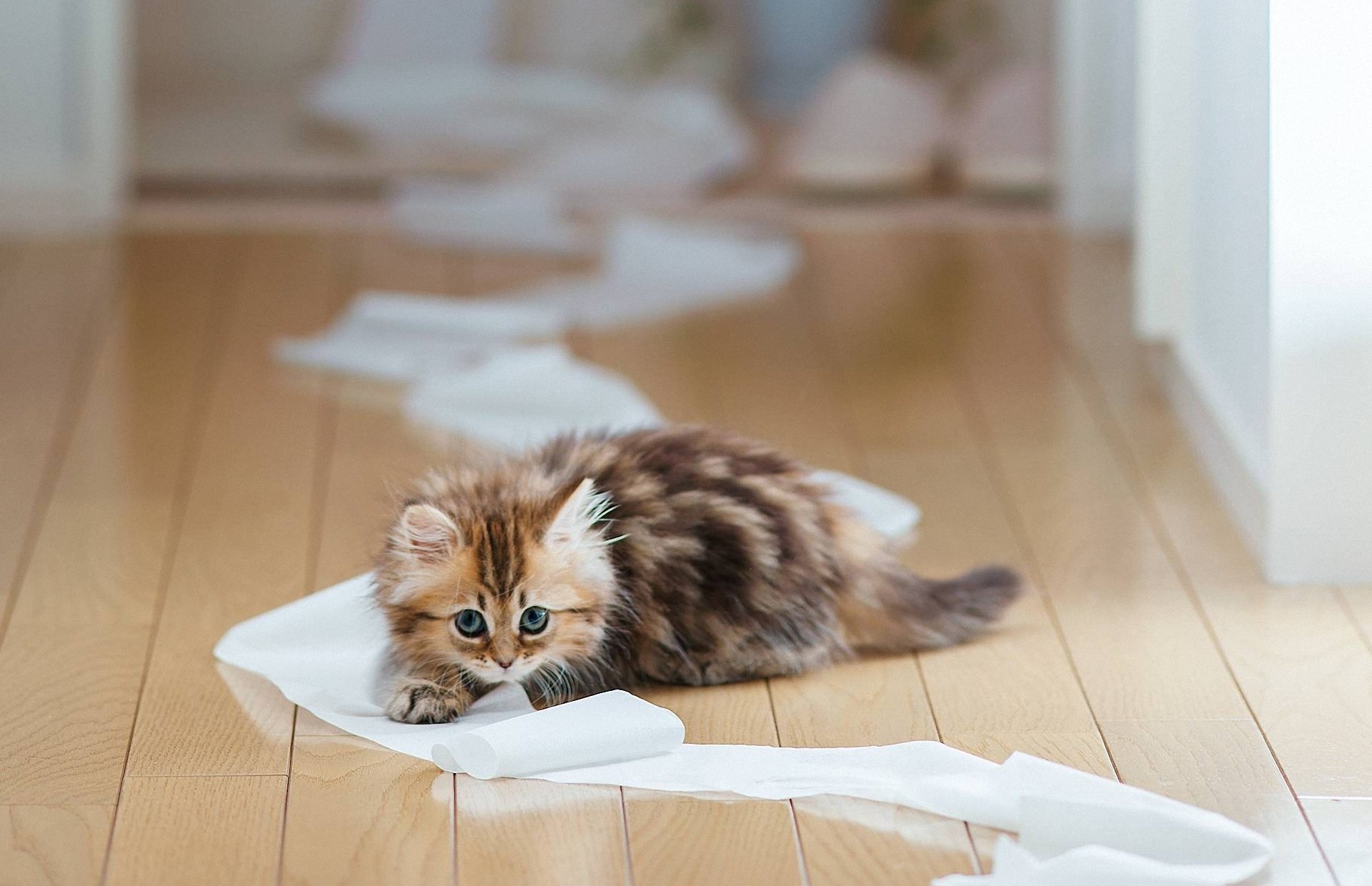 gatto gattino margherita ben torod carta igienica pavimento tavole