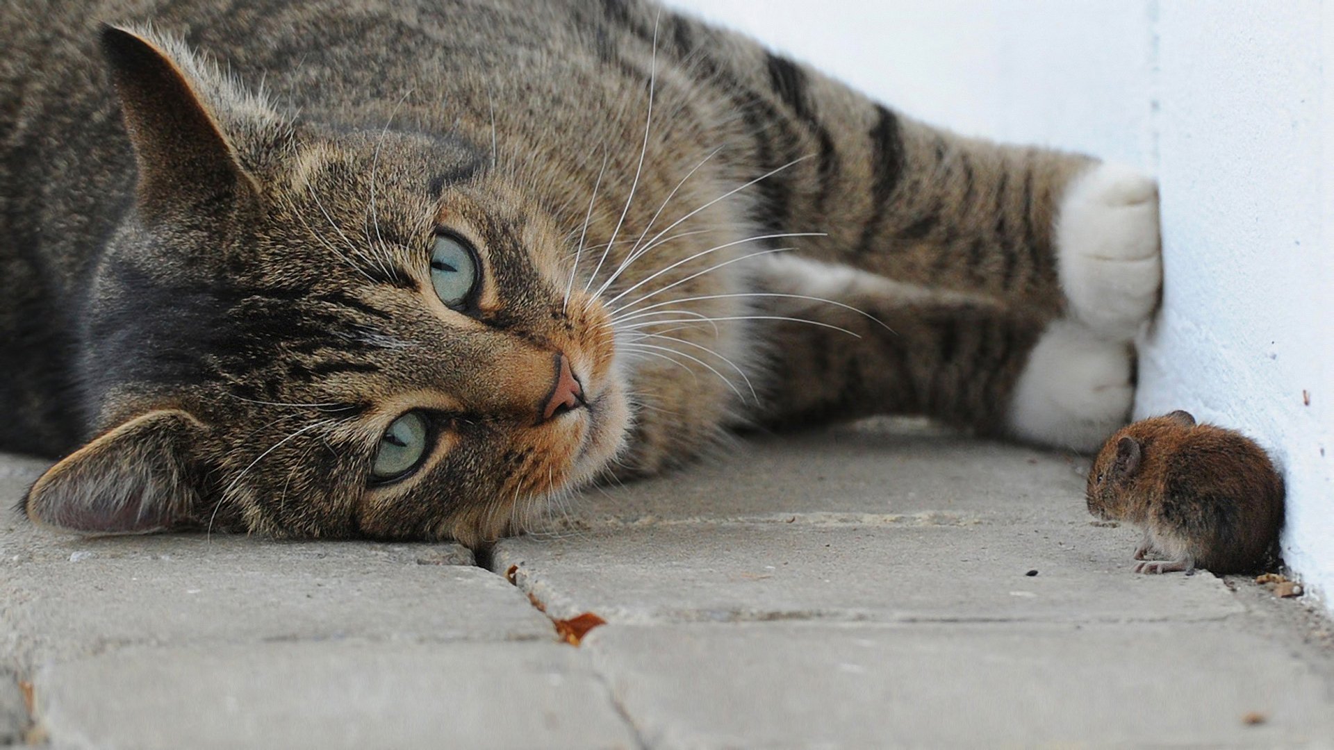 cat mouse game close up