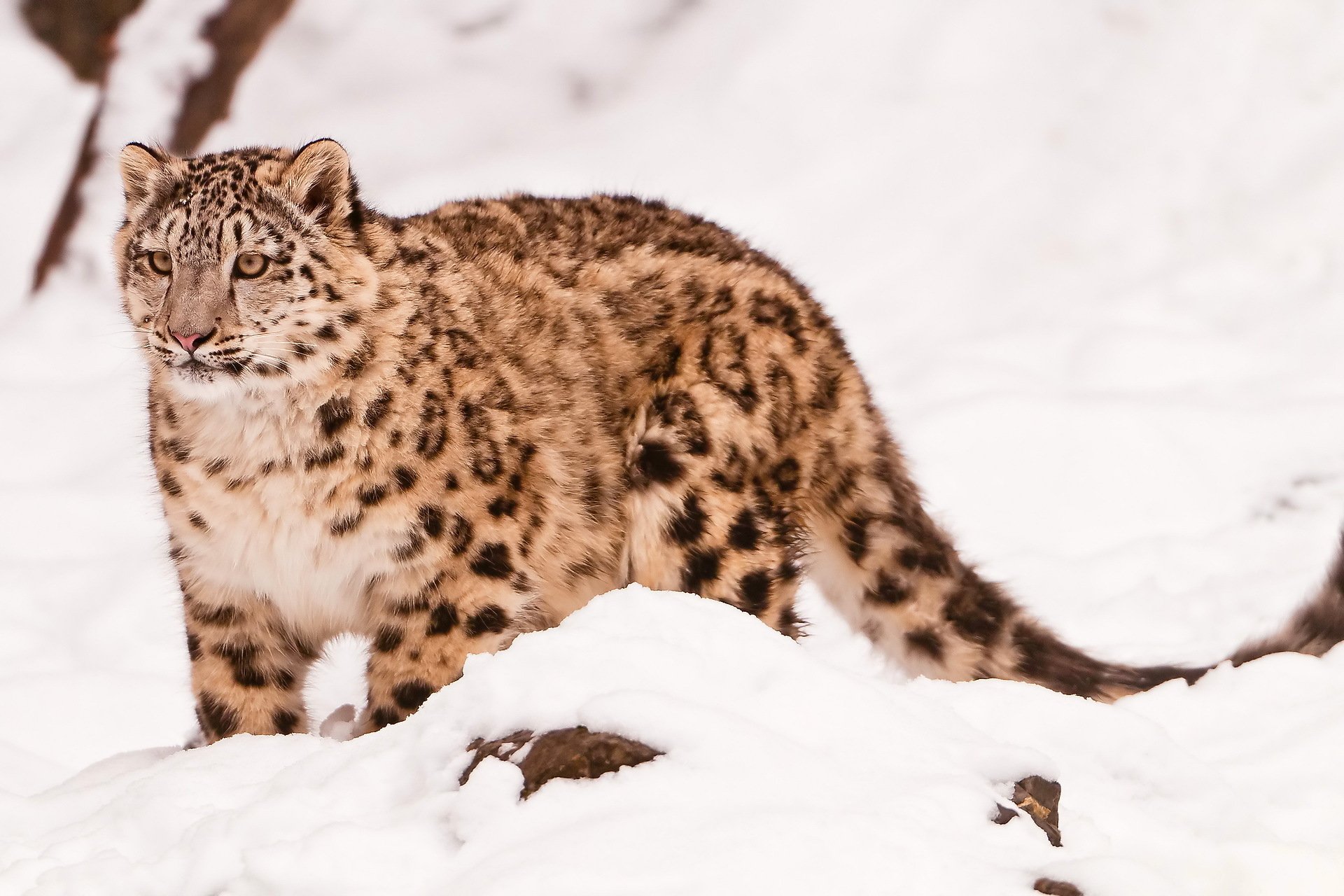 leopardo delle nevi irbis uncia uncia in piedi guarda muso bellissimo predatore sulla neve seppia