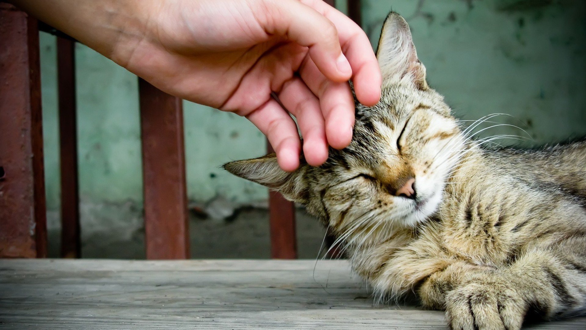 haustier katze katze hand bügeln