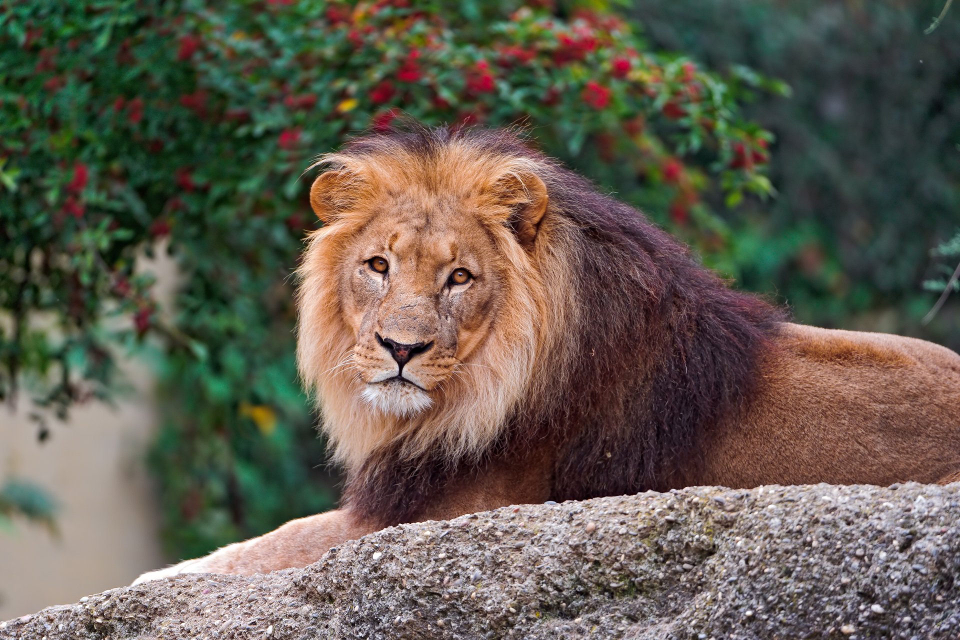 lion crinière se trouve regarde pierre