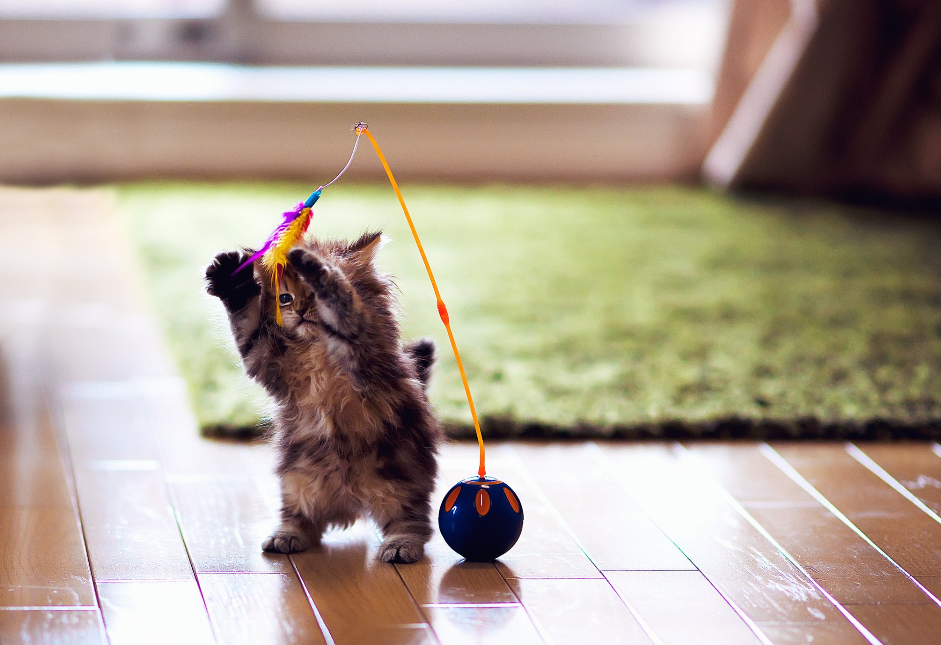 chat chaton marguerite ben torod jouet jeu plumes boule parquet tapis