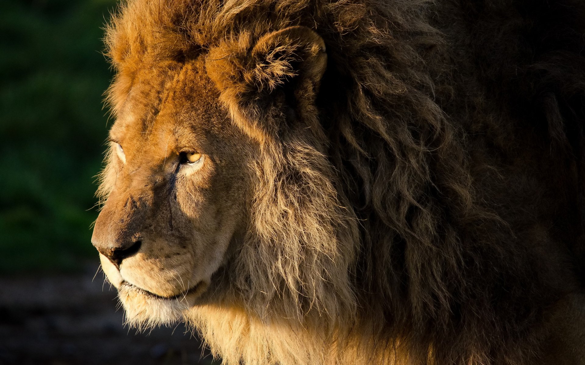 lion panthère lion museau crinière boucles regard