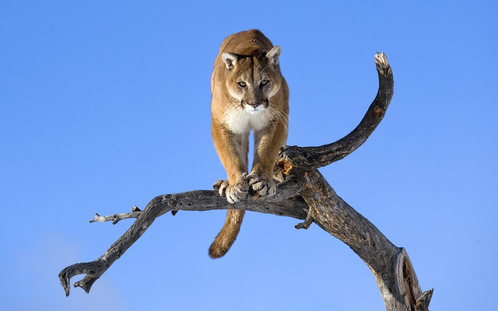 puma kaguar berglöwe wildkatze blick baum hintergrund tapete