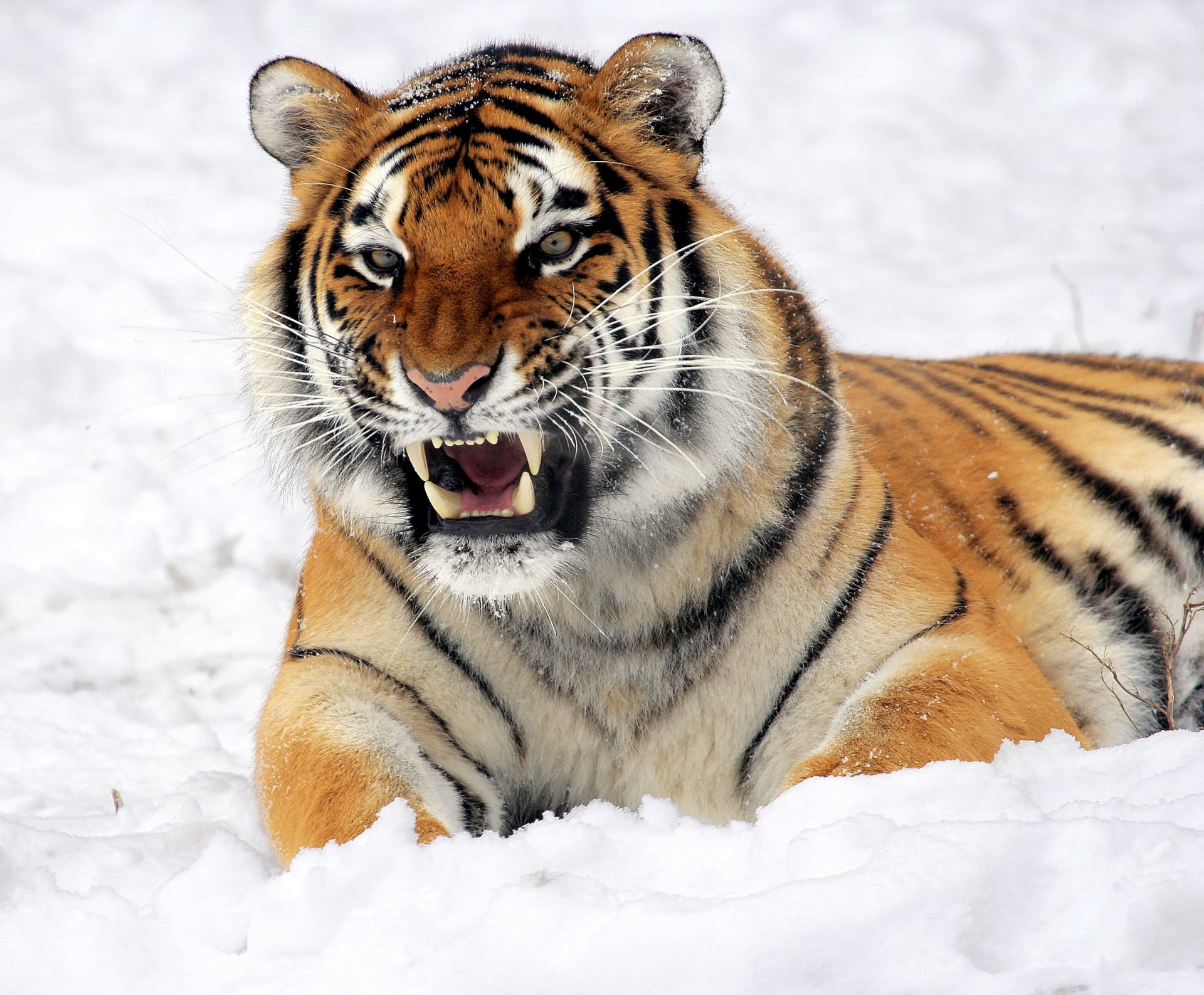 tigre mentira sonrisa nieve amenaza hocico vista