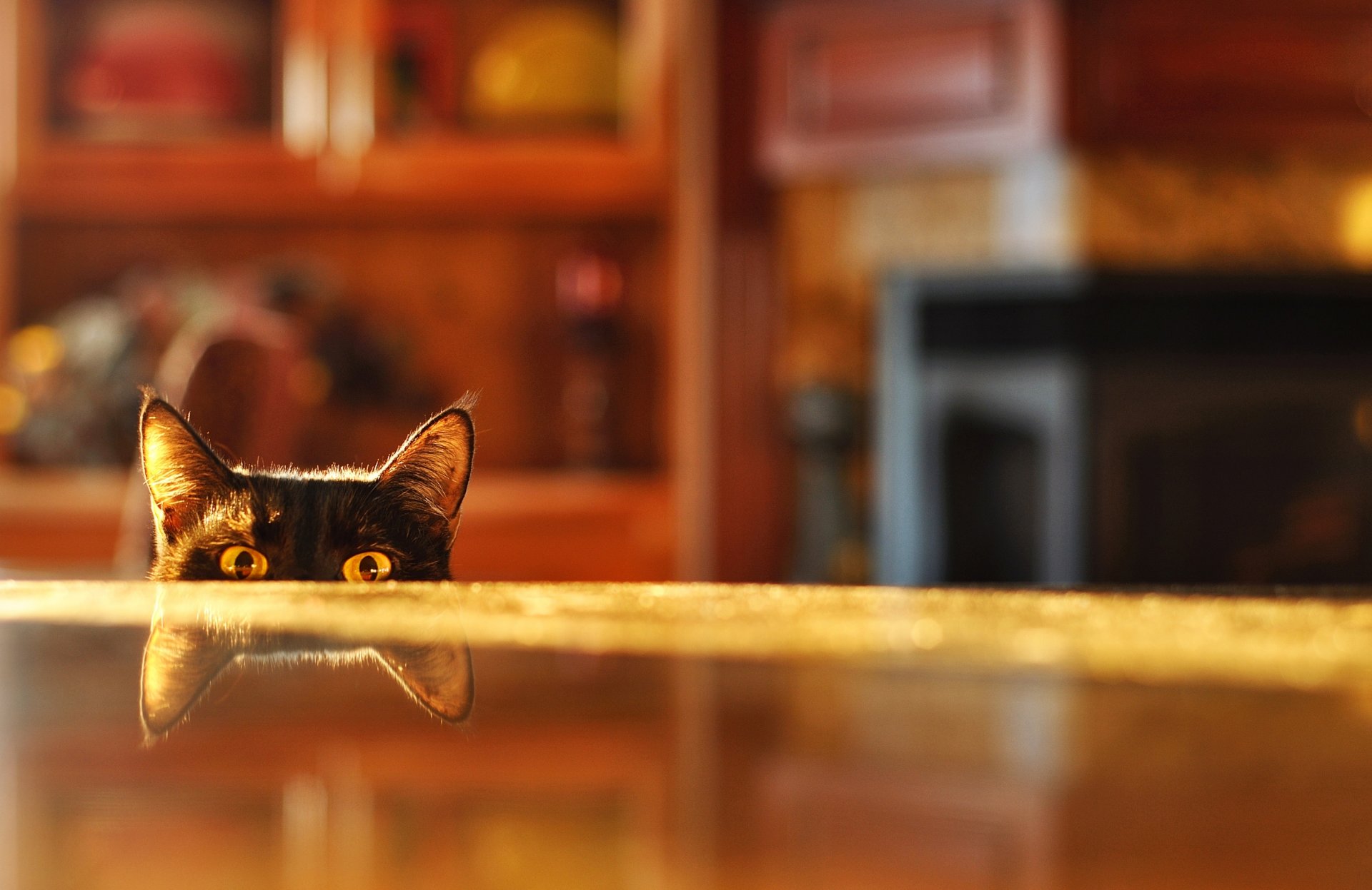 tisch katze spioniert reflexion zimmer unschärfe