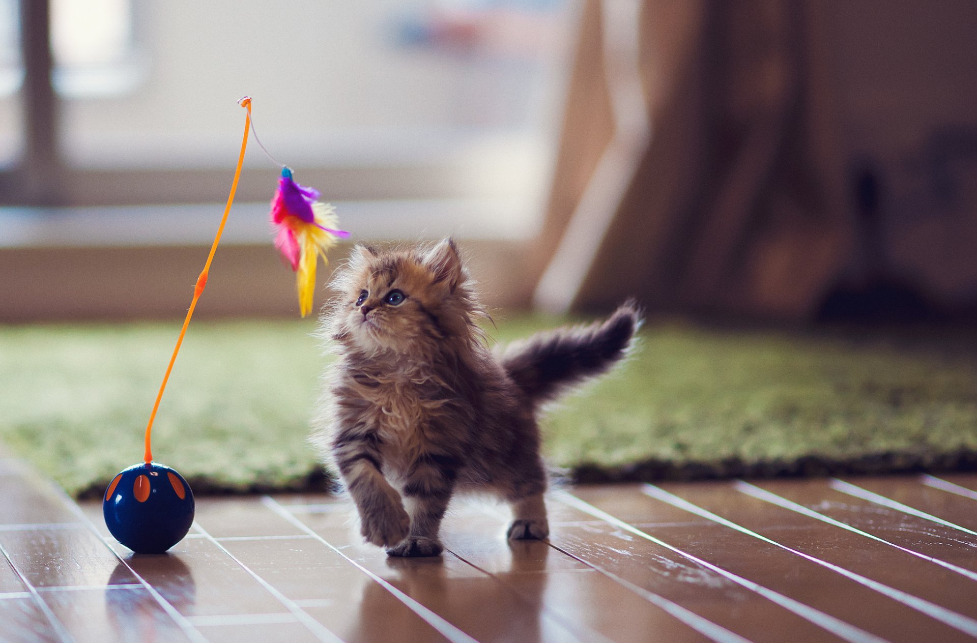 gattino gatto margherita ben torod giocattolo piume parquet tappeto