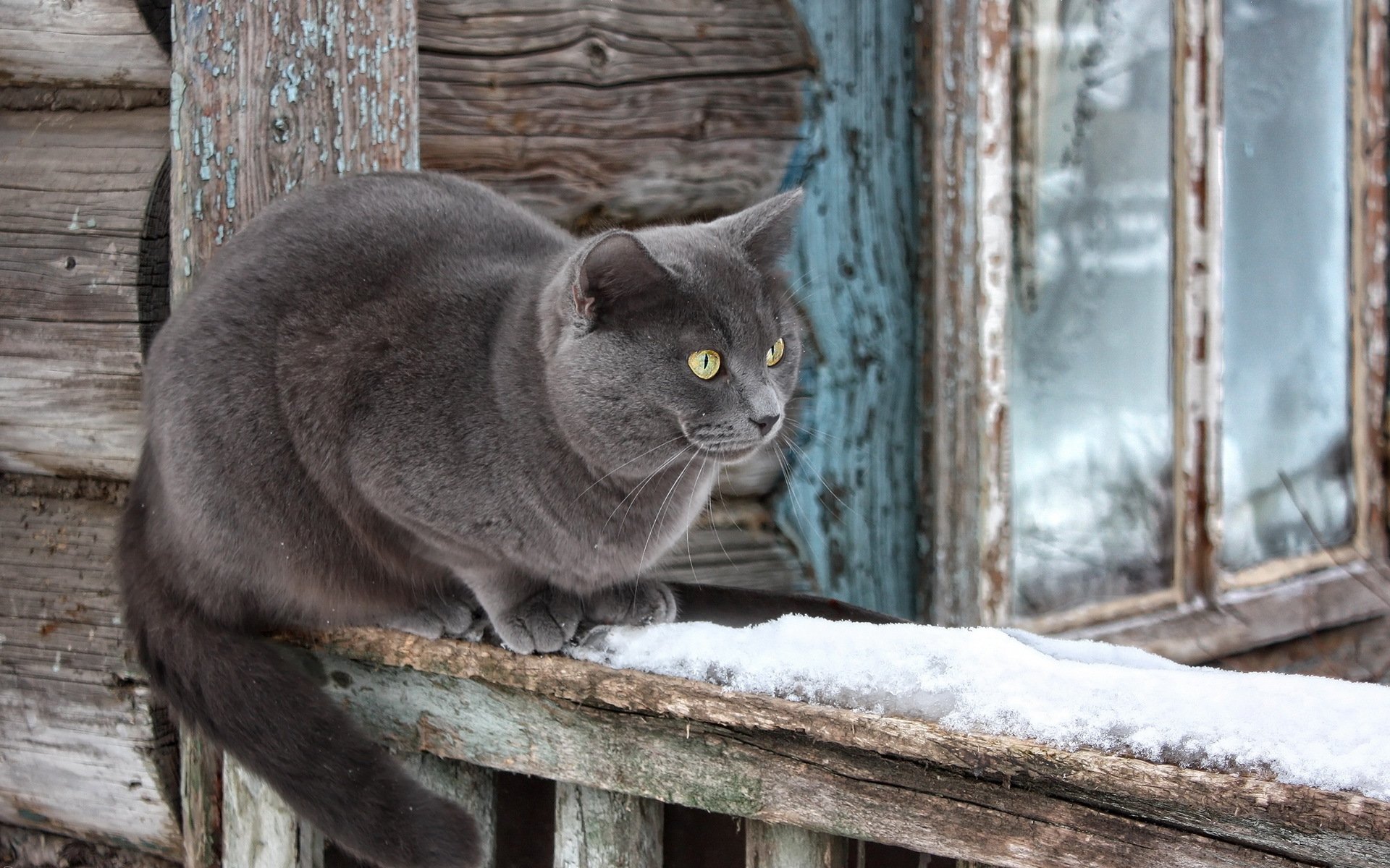 gato casa nieve