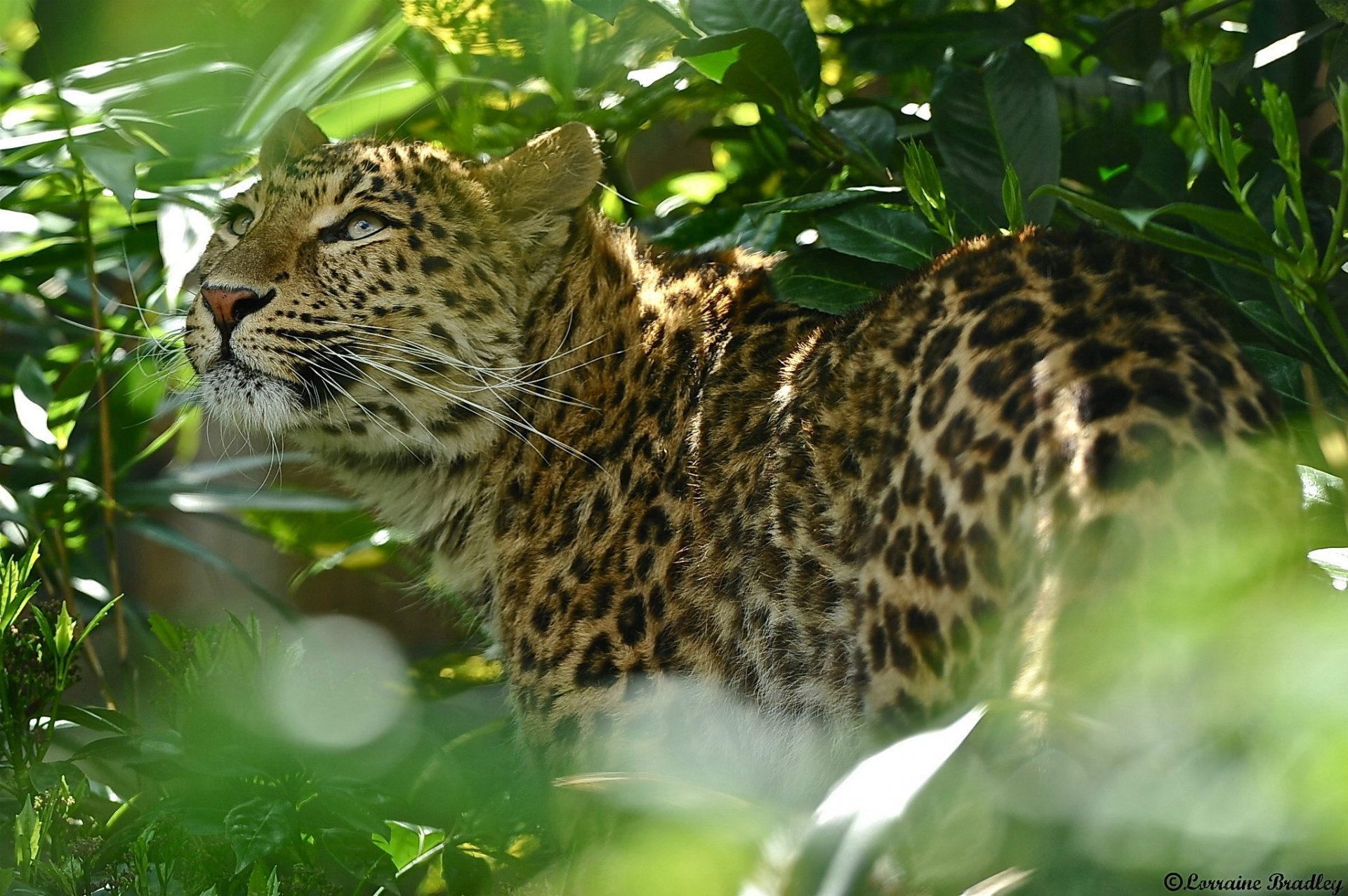 leopard look up foliage bush