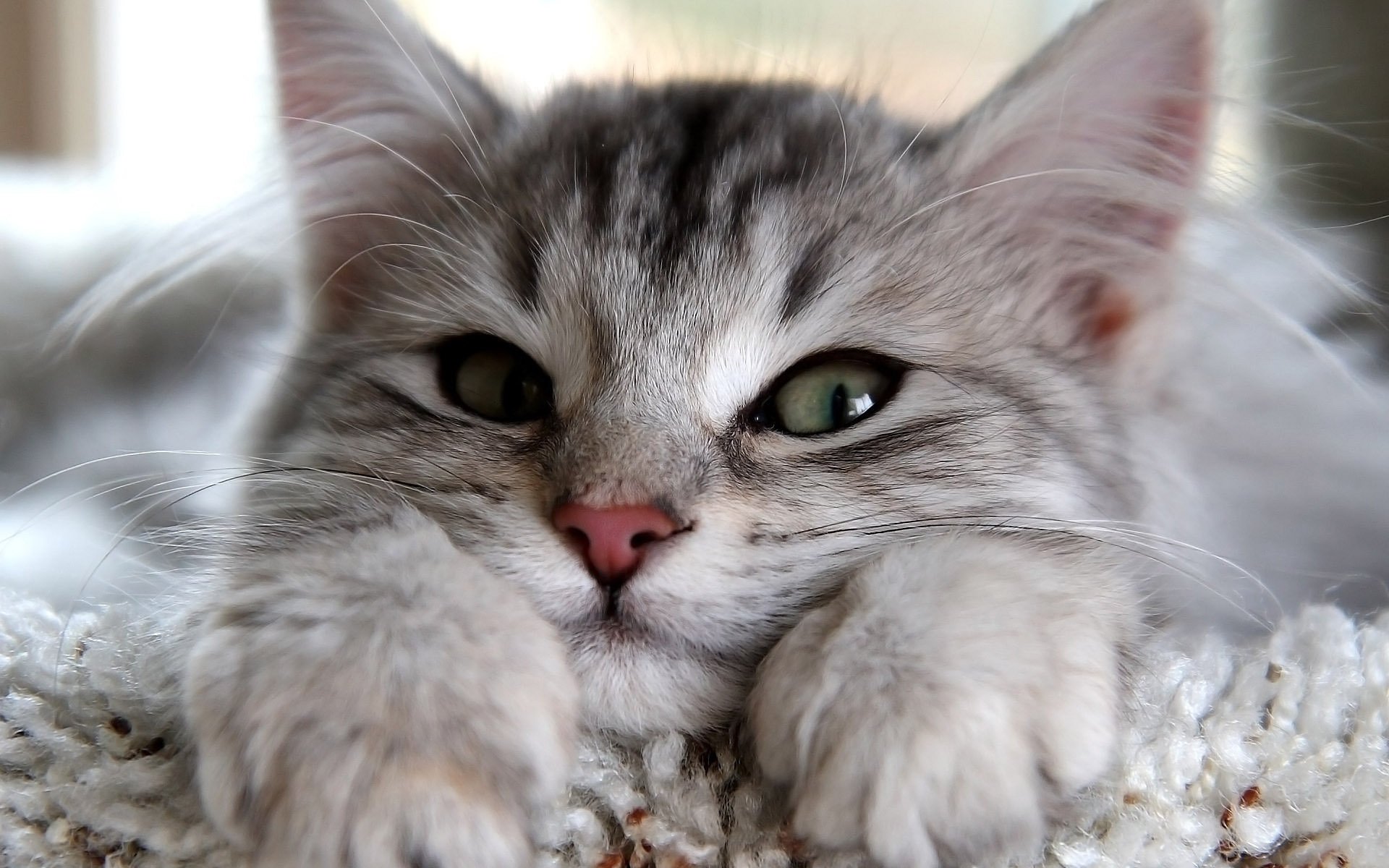 katze katze schaut blick augen pfoten ohren grau