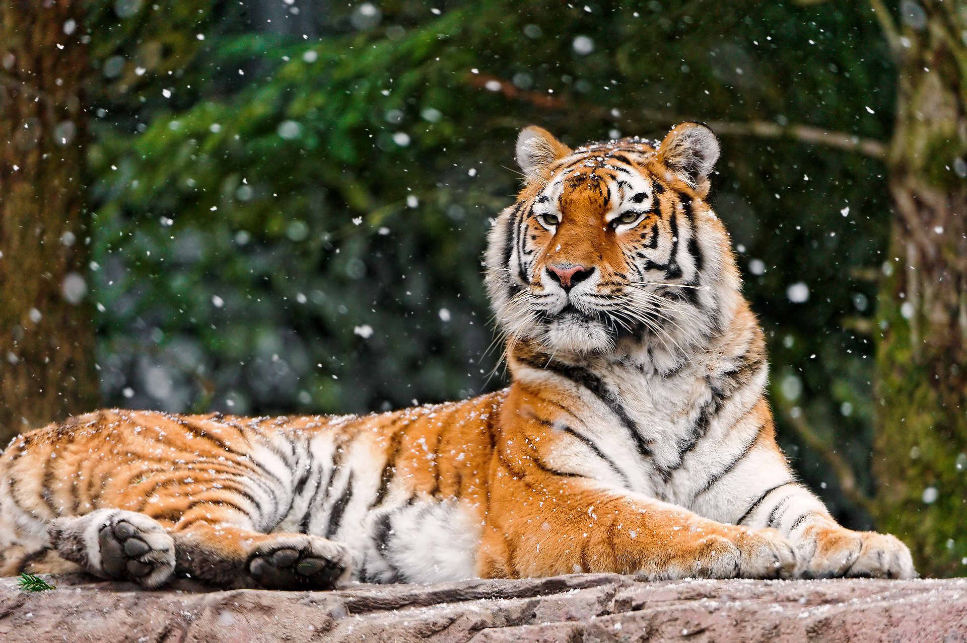 tigre panteras tigre miente mirando hocico gato rayado grande piedra invierno nieve cae bosque fondo