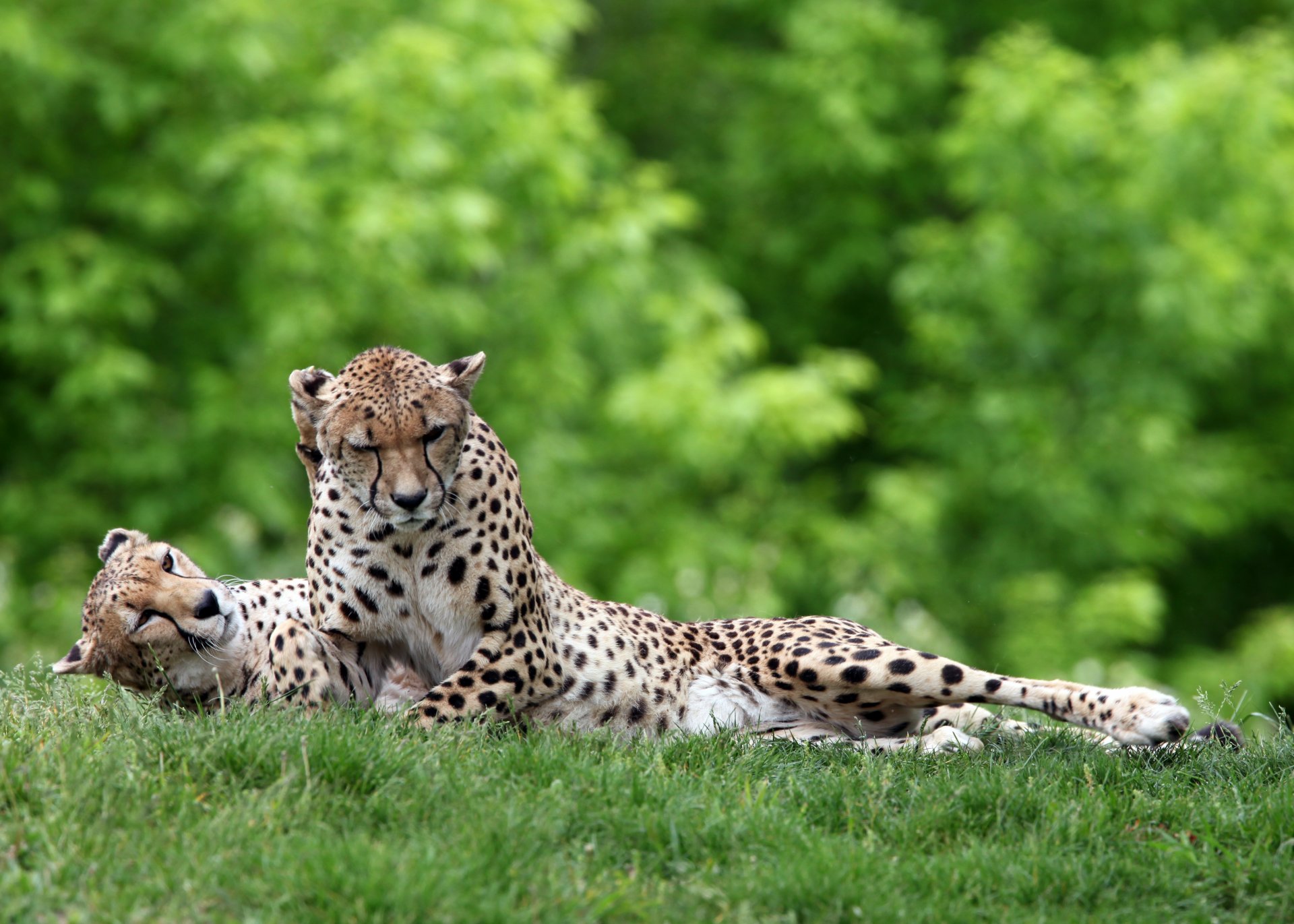 guépards chats sauvage prédateurs herbe couple loisirs verdure