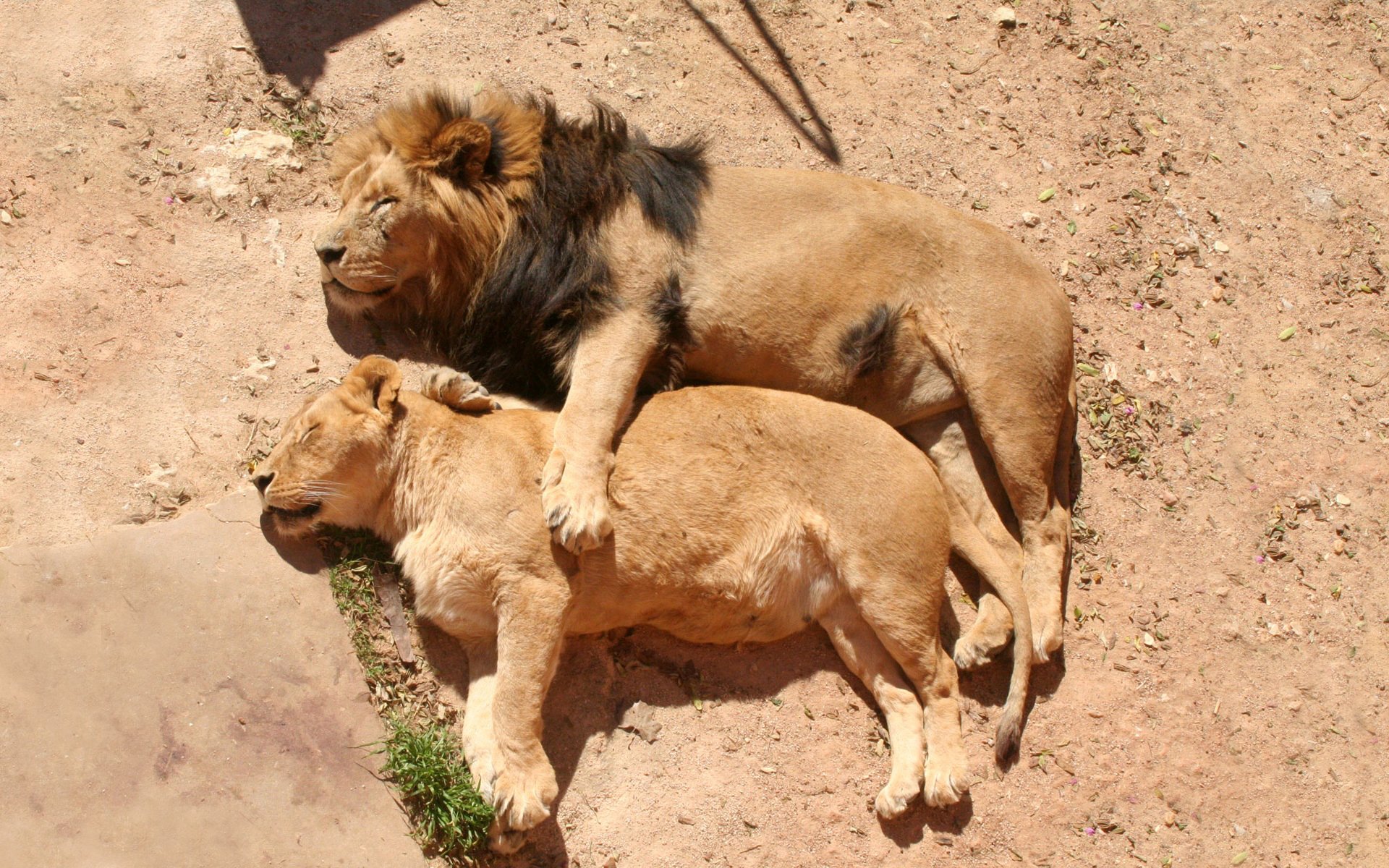 león melena leona familia sueño descanso