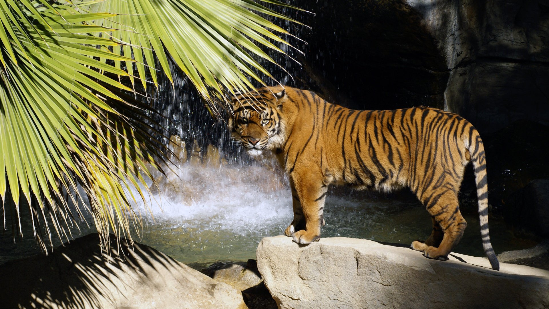 tigre depredador palma piedras cascada