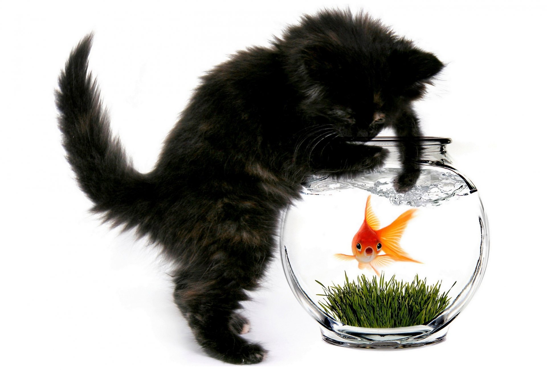 chat chat aquarium poisson or