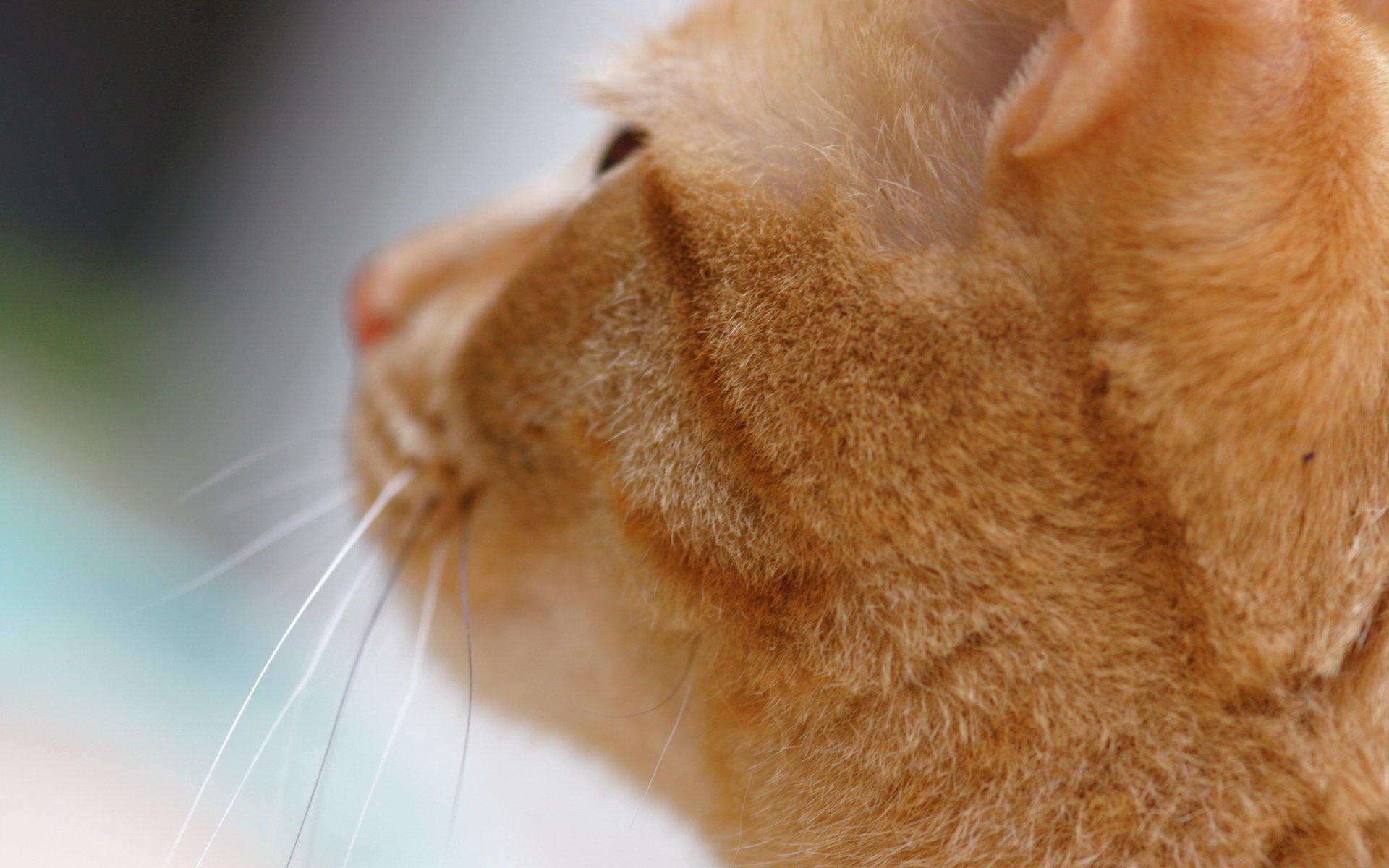 cat mustache close up