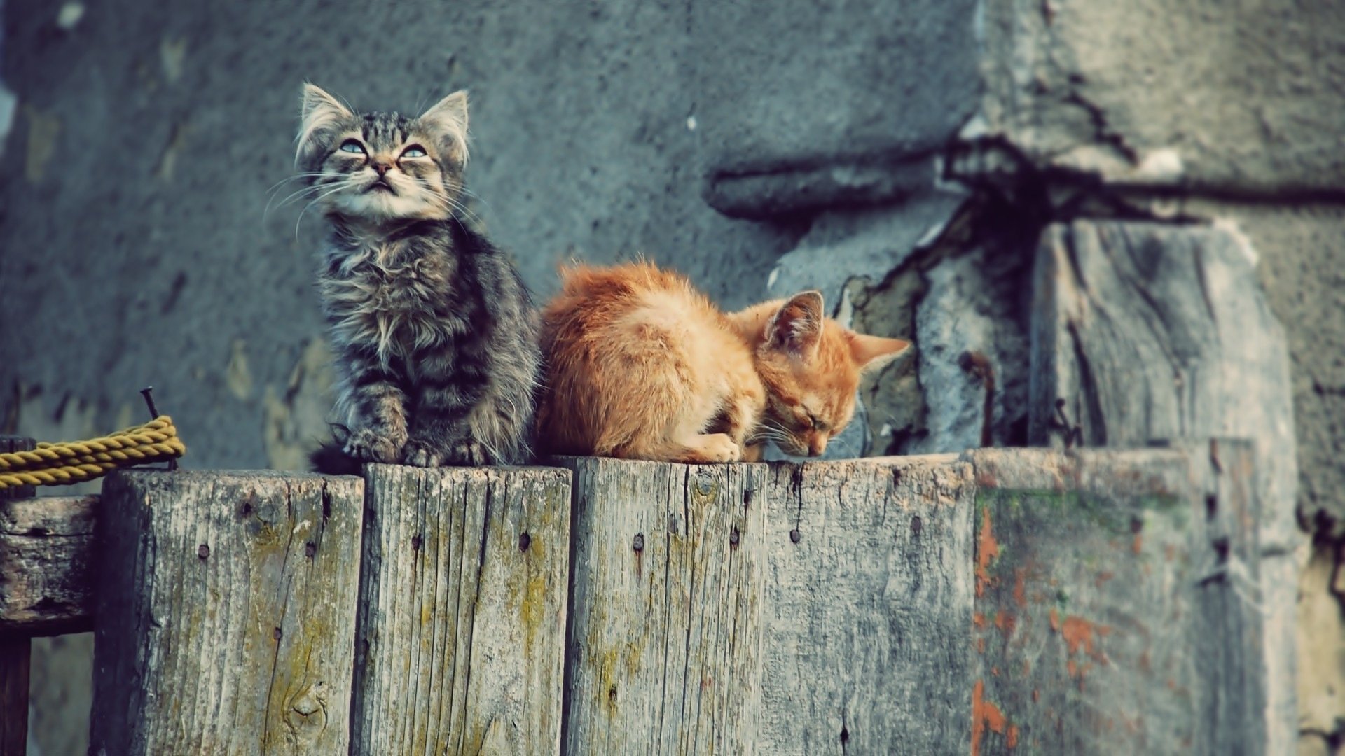 gatti gattini kote recinzione carta da parati